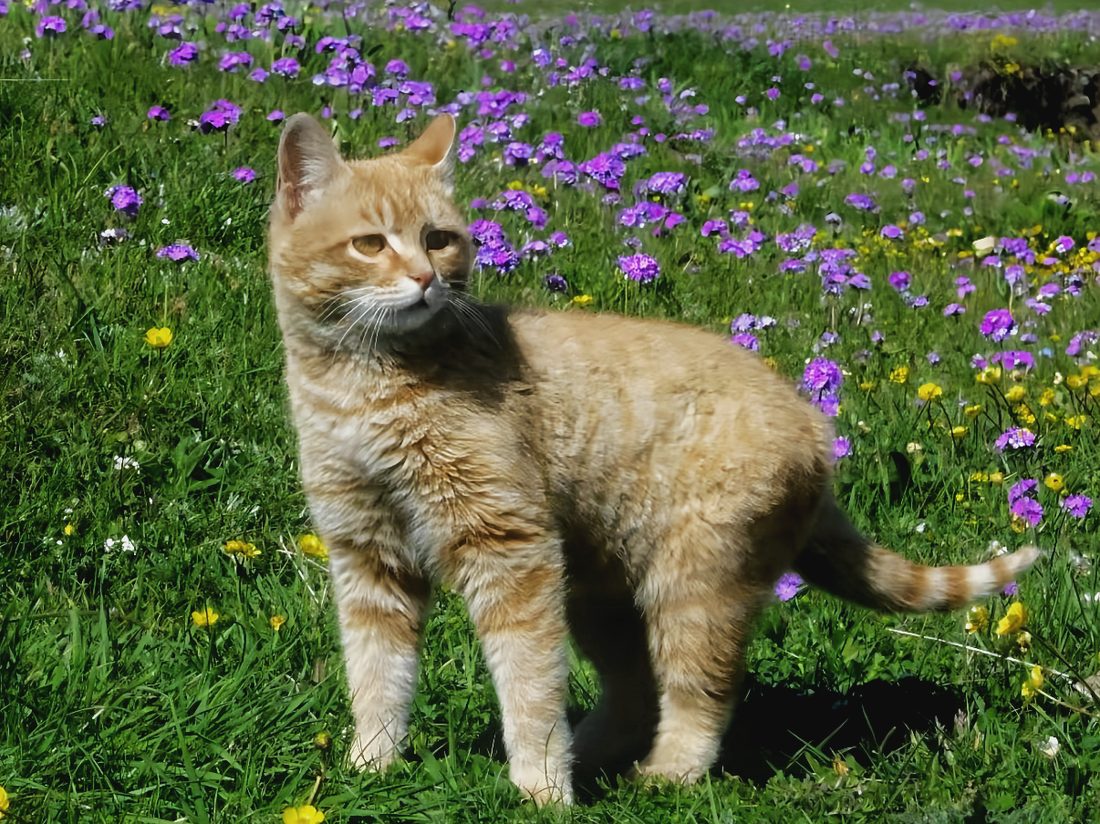 紫色花田里的橘猫,回头张望