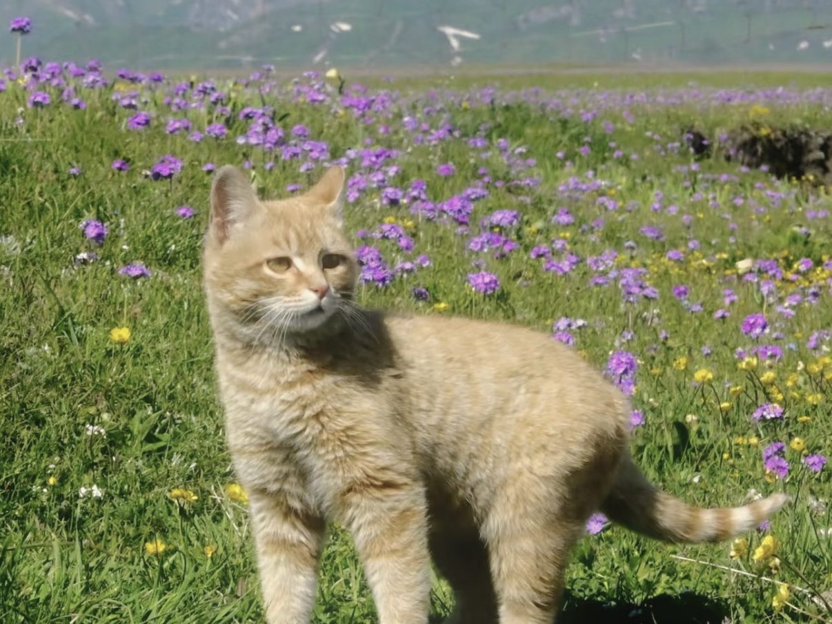 花田里的橘猫,身后是雪山