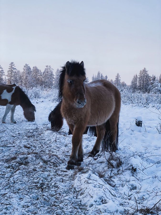 雪地里披着厚毛的马
